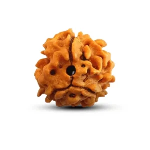 Natural 3 Mukhi Rudraksha (Nepali)