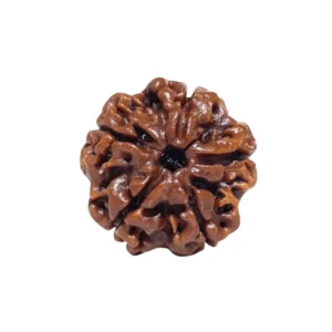 Natural 5 Mukhi Rudraksha (Nepali)
