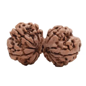 Natural Gauri Shankar Rudraksha
