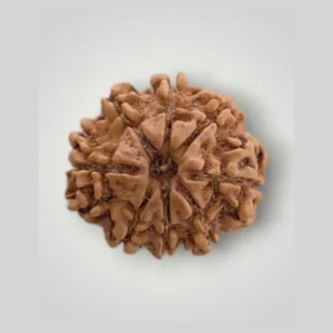 Premium Rudraksha with Free Silver Pendant