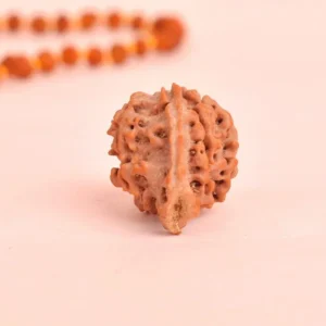 Natural Ganesh Mukhi Rudraksha